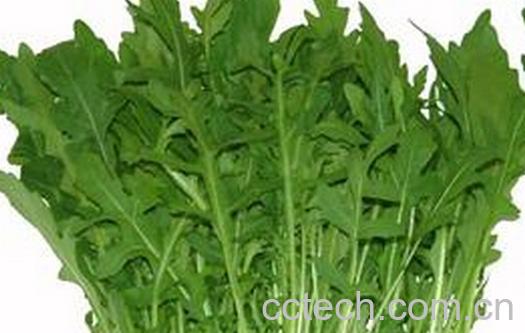 果蔬百科芝麻菜-0