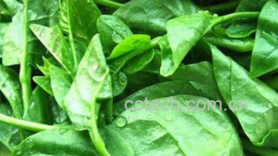 果蔬百科紫葛叶-0