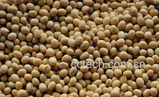 果蔬百科怎么挑选黄豆-0