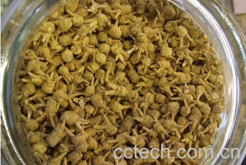 果蔬百科珍珠参-0