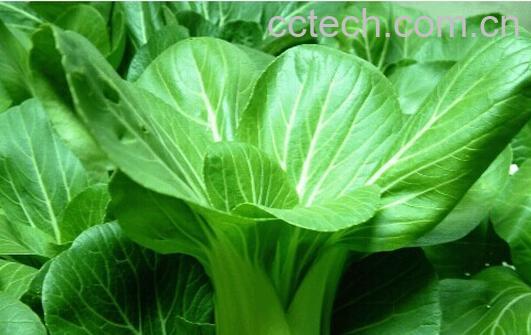 果蔬百科青梗菜-0