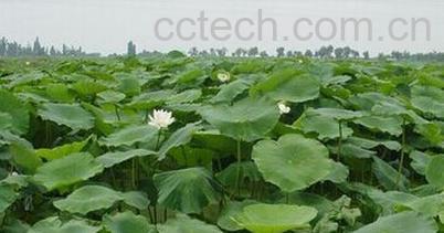 果蔬百科浅水藕-0