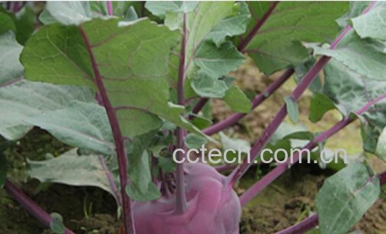 果蔬百科紫苤蓝-0