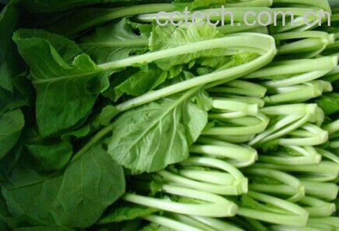 果蔬百科千宝菜-0