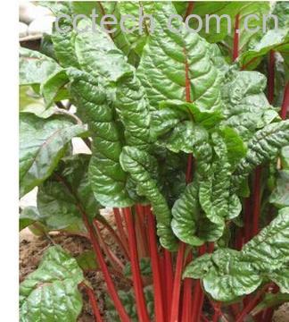 果蔬百科q达莱-0