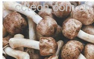 果蔬百科姬松茸-0