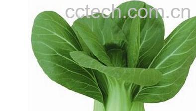 果蔬百科瓢儿菜-0