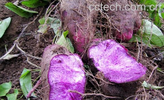 果蔬百科紫山药-0