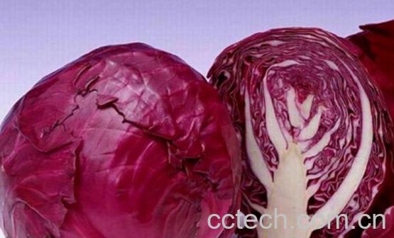 果蔬百科紫甘蓝-0