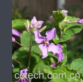 果蔬百科马王菜-0