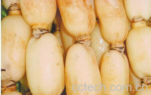 果蔬百科泡子藕-0