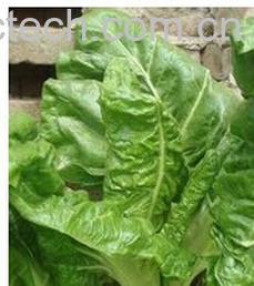 果蔬百科牛皮菜-0