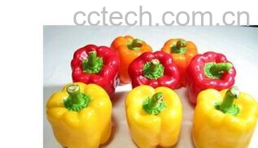 果蔬百科彩椒-0