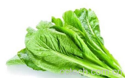 果蔬百科春菜-0