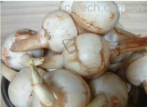 果蔬百科茨菇-0