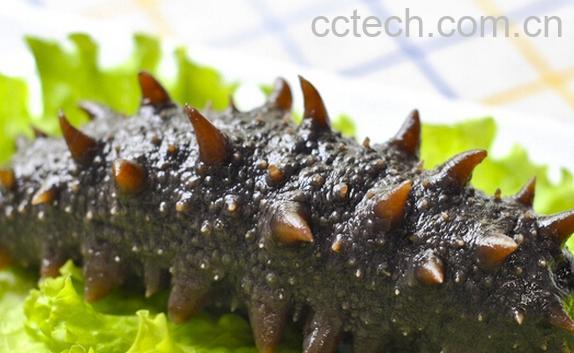 果蔬百科海参-0