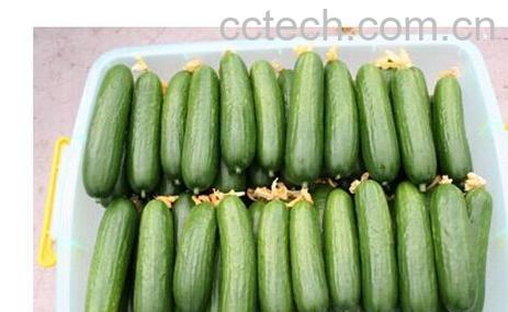 果蔬百科乳黄瓜-0