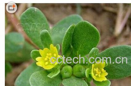 果蔬百科马齿菜-0