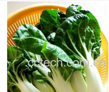 果蔬百科奶白菜-0