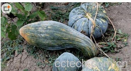 果蔬百科方瓜-0