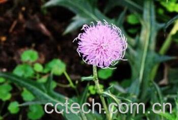 果蔬百科刺儿菜-0