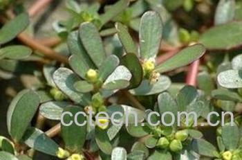 果蔬百科马蜂菜-0