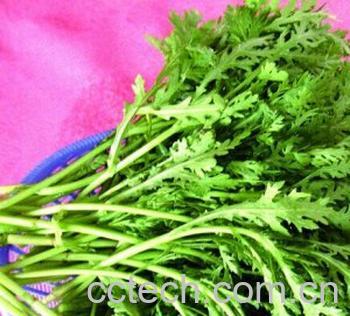 果蔬百科皇帝菜-0