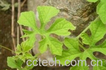 果蔬百科苦瓜叶-0