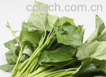 果蔬百科红薯叶-0