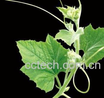 果蔬百科南瓜叶-0