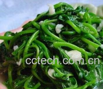 果蔬百科木耳菜-0