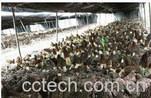 果蔬百科羊肚菌-0