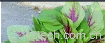 果蔬百科笕菜-0