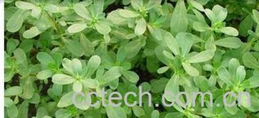 果蔬百科马笕菜-0