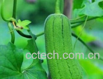 果蔬百科丝瓜水-0