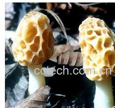 果蔬百科羊肚蘑-0