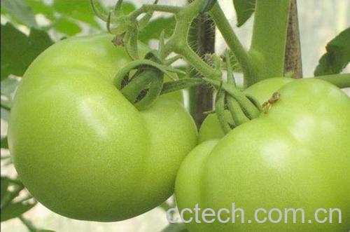 果蔬百科青番茄-0