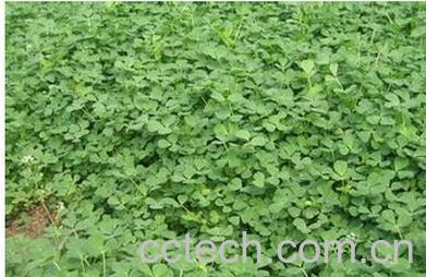 果蔬百科金花菜-0