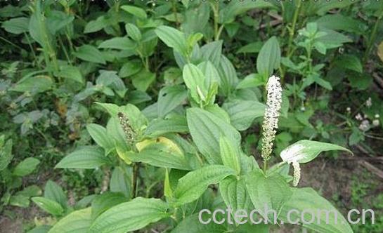 果蔬百科塘边藕-0