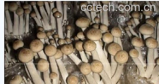 果蔬百科蟹味菇-0