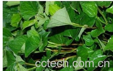 果蔬百科折耳菜-0