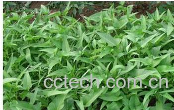 果蔬百科蕹菜-0