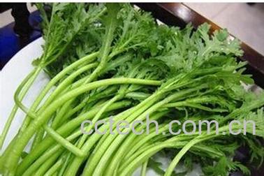 果蔬百科皇帝菜-0