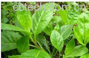 果蔬百科富贵菜-0