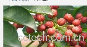 果蔬百科川椒-0