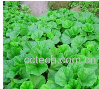 果蔬百科冬寒菜-0