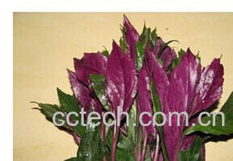 果蔬百科紫背菜-0