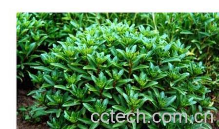 果蔬百科救心菜-0