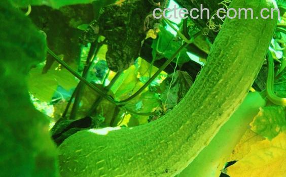 果蔬百科水瓜-0