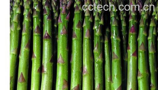 果蔬百科茭儿菜-0